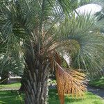 Butia capitata Bark