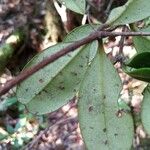 Syzygium incarnatum Лист