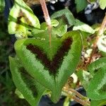Persicaria microcephala Leaf