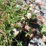 Trifolium pallescens 形態