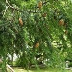 Tsuga canadensis Fruchs