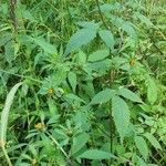 Bidens frondosa Habit