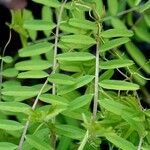 Vicia hirsuta Feuille