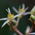 Miconia ligulata Λουλούδι