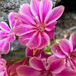 Lewisia longipetala ᱵᱟᱦᱟ