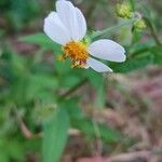 Bidens albaBloem