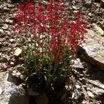 Penstemon utahensis Habitat