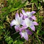 Romulea ligustica Blüte
