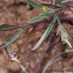 Convolvulus equitans Hoja