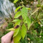 Lycopus uniflorus Leaf
