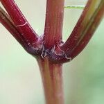 Bidens frondosa Bark