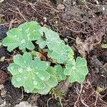 Alchemilla vulgaris Blad