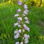 Orchis militaris Συνήθη χαρακτηριστικά