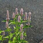 Agastache rugosa Fula
