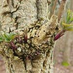 Sambucus nigra Egyéb