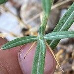 Ptilostemon stellatus Leaf