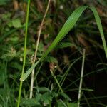 Lolium giganteum Leaf