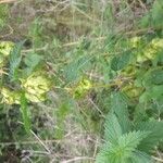 Humulus lupulusFlower