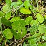 Hydrocotyle vulgarisLeaf