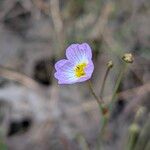 Baldellia ranunculoides Fiore