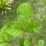 Fraxinus latifolia Leaf