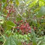 Miconia tococa Fruit