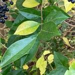 Ligustrum ovalifolium Blatt