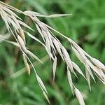 Bromus inermis Fruit