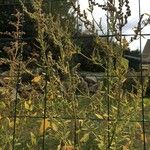 Atriplex micrantha Leaf