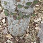 Alluaudia ascendens Corteza