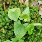 Maianthemum bifolium Лист