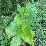 Nicotiana sylvestris Blad