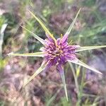 Tragopogon angustifolius 花