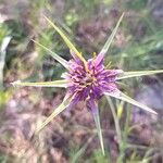 Tragopogon angustifolius Flower