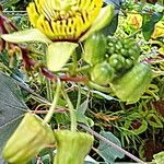Passiflora coriacea Květ