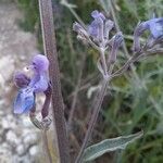 Nepeta nepetella फूल