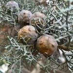 Cupressus arizonica Fruit