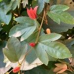 Passiflora vitifolia 叶