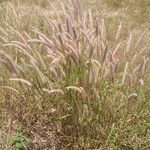 Pennisetum pedicellatum Habit