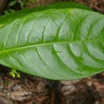 Peschiera arborea Leaf