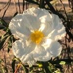 Cistus ladanifer Квітка