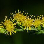 Solidago patula Flower