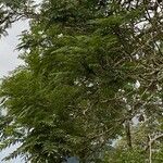 Jacaranda mimosifolia Φύλλο