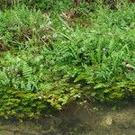 Berula erecta Habit