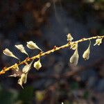 Fallopia sachalinensis Fruit