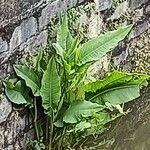 Rumex hydrolapathum Leaf