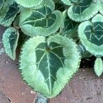 Cyclamen spp.Leaf