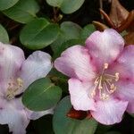 Rhododendron williamsianum 花