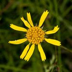 Balduina uniflora Kwiat