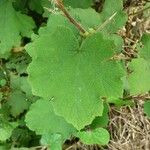 Rubus alceifolius Leaf